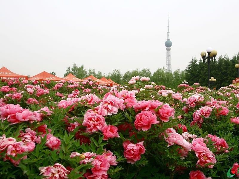 洛阳牡丹甲天下